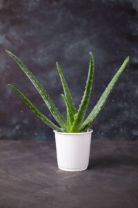 Aloe vera