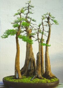 Bald Cypress