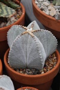 Bishop's Cap Cactus