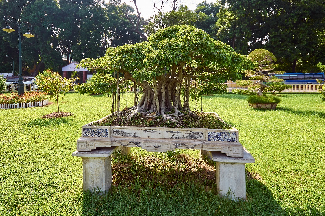 Rare Bonsai