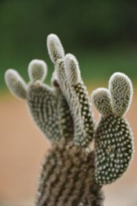 Bunny Ears Cactus: