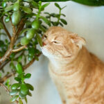 Plants that harmful for cats