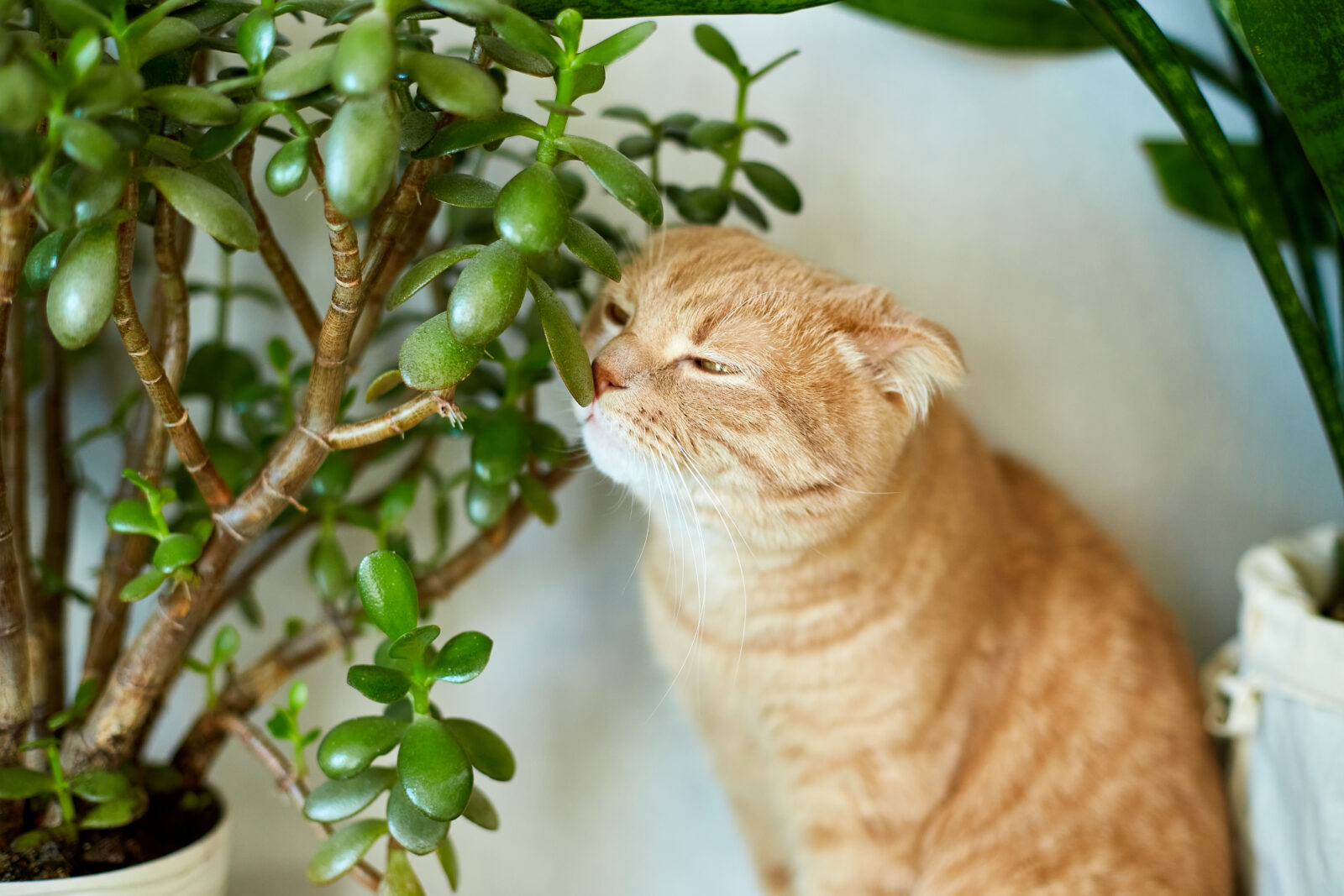 Plants that harmful for cats