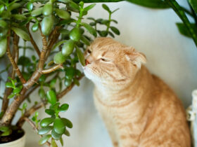 Plants that harmful for cats