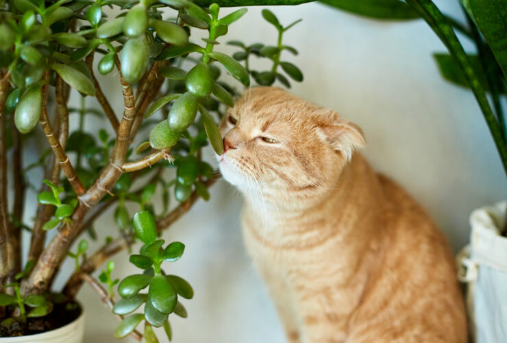 Plants that harmful for cats