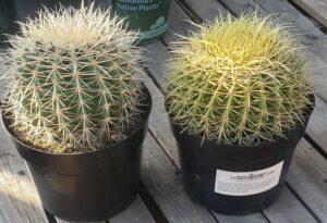 Golden Barrel Cactus