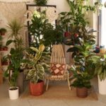 Indoorplants