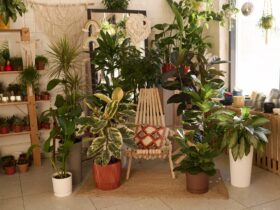 Indoorplants