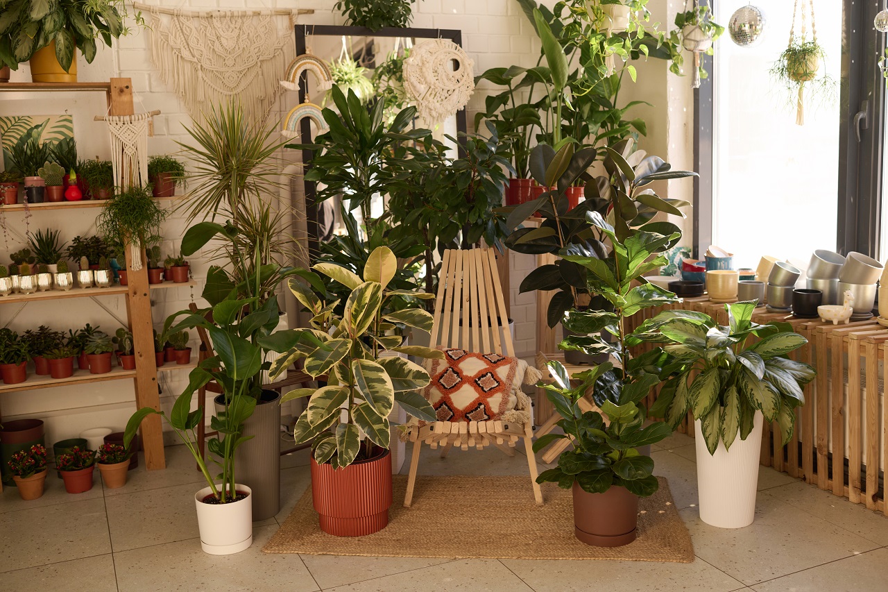 Indoorplants