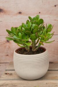 Jade Plant