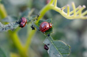 pests and fungus