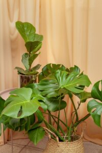 Philodendron