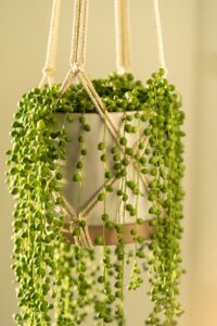 String of pearls: