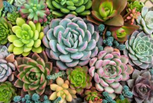 Succulents