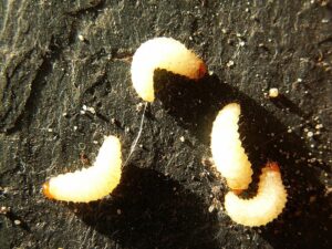 Vine weevil larvae