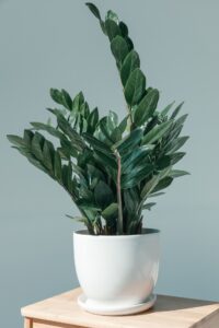 ZZ Plant