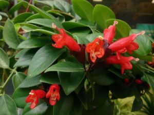 lipstick-plant