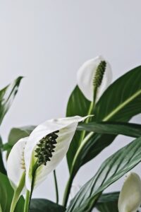 Peace Lilly