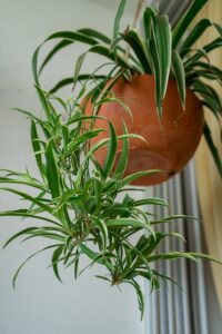 Spider Plant