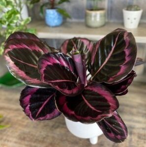 Calathea,No sunlight , Indoor plant without sunlight 