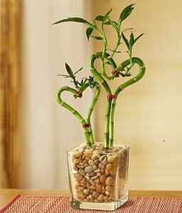 Lucky Bamboo, No sunlight , Indoor plant without sunlight 