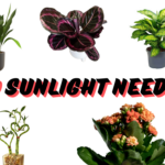 No sunlight need , indoor plant , No sunlight needed