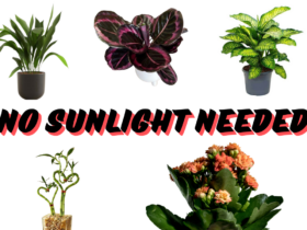 No sunlight need , indoor plant , No sunlight needed