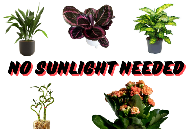 No sunlight need , indoor plant , No sunlight needed