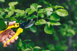 Pruning Shears