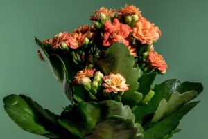 Kalanchoe,No sunlight , Indoor plant without sunlight 