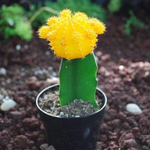 Moon cactus,small size cactus 