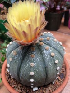 Sea Urchin Cactus,small size cactus 