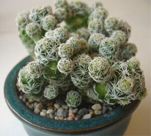 Thimble Cactus,small size cactus 