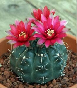 Chin cactus, small size cactus 