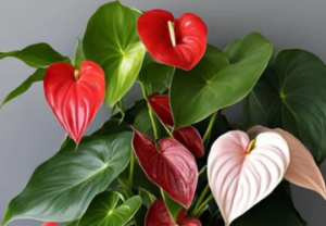 Anthurium Plant, colorful houseplant