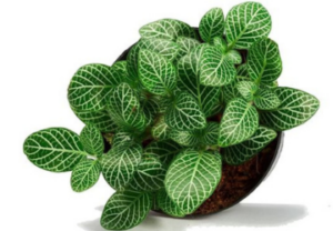 Nerve Plant, colorful houseplant