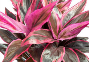 Ti Plant, colorful houseplant