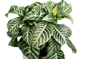 Zebra Plant,Colorful houseplant 