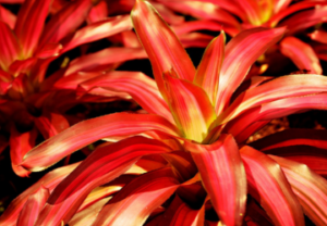 bromeliad plant, colorful houseplant