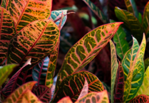 croton plant, colorful houseplant