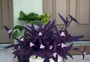 purple heart plant , colorful house plant.