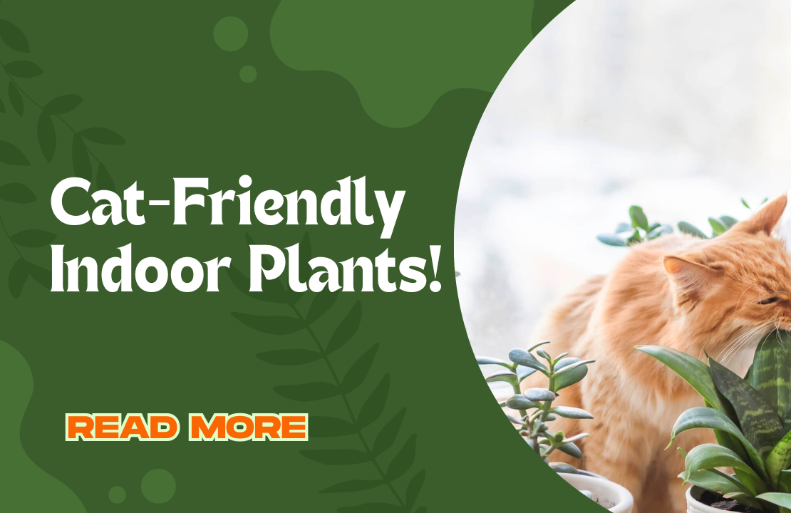 Cat friendly Indoor plants
