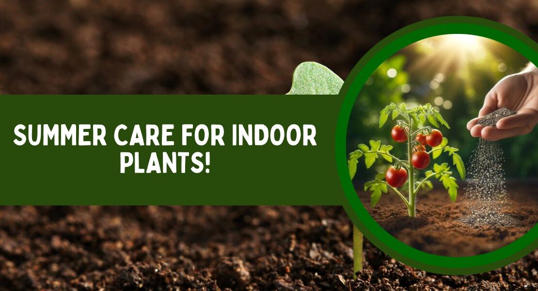 Summer Care for Indoor plants