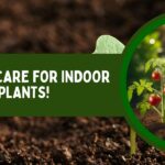 Summer Care for Indoor plants