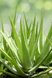 Plant gift ideas 