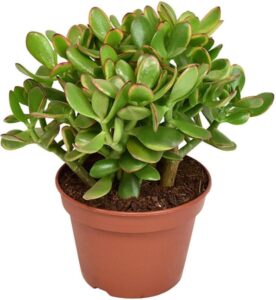 Plant gift ideas 