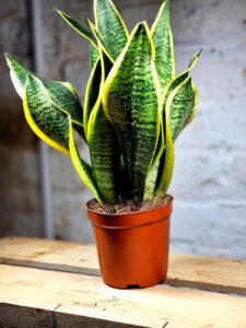 Plant gift ideas 