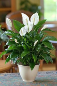 Plant Gift ideas 