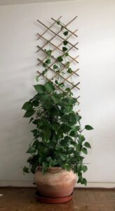 Plant gift ideas